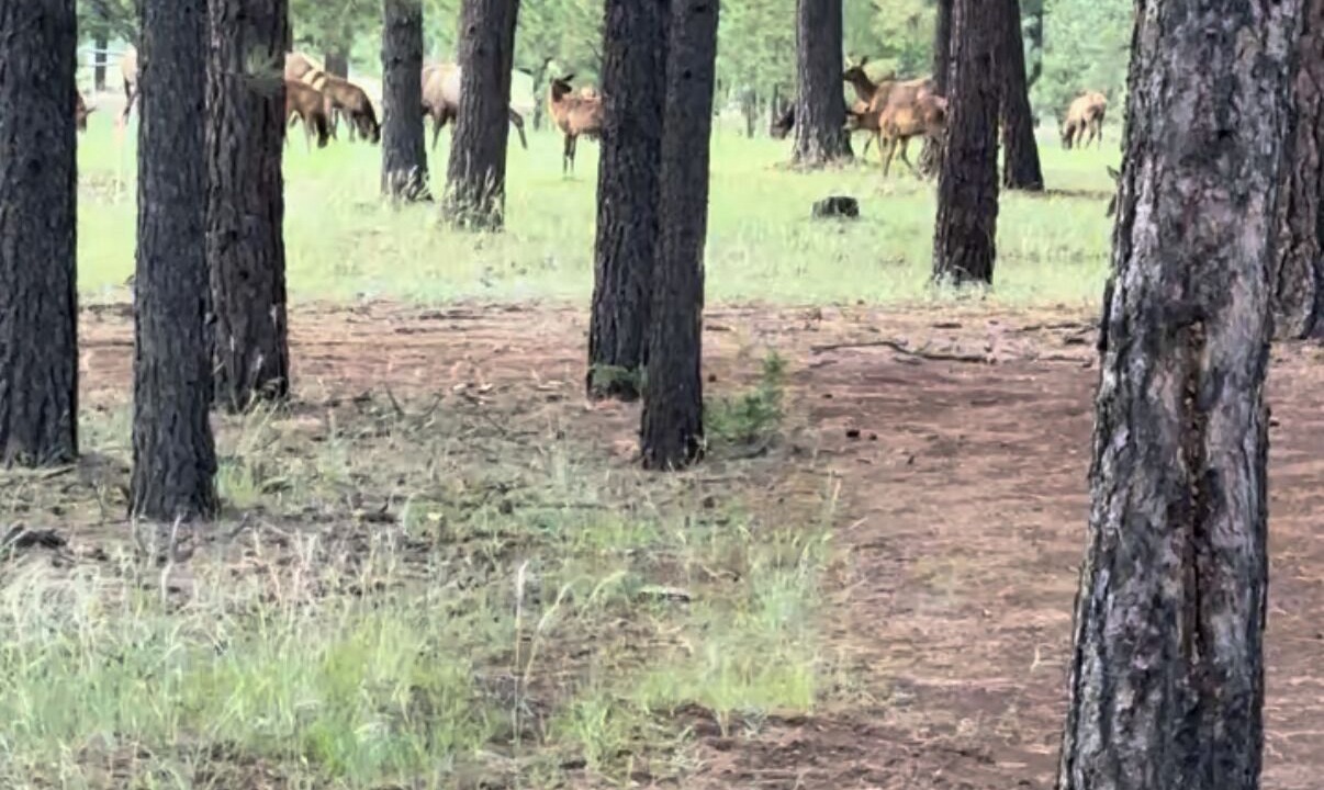 Photo of Others in Greer