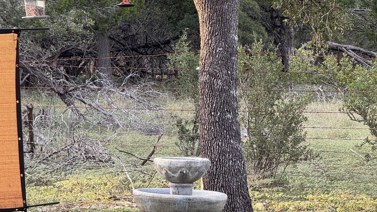 Photo of Others in Spring Branch