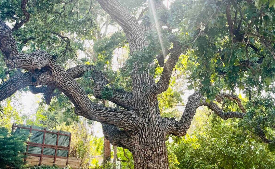 Photo of Outdoor in Newhall