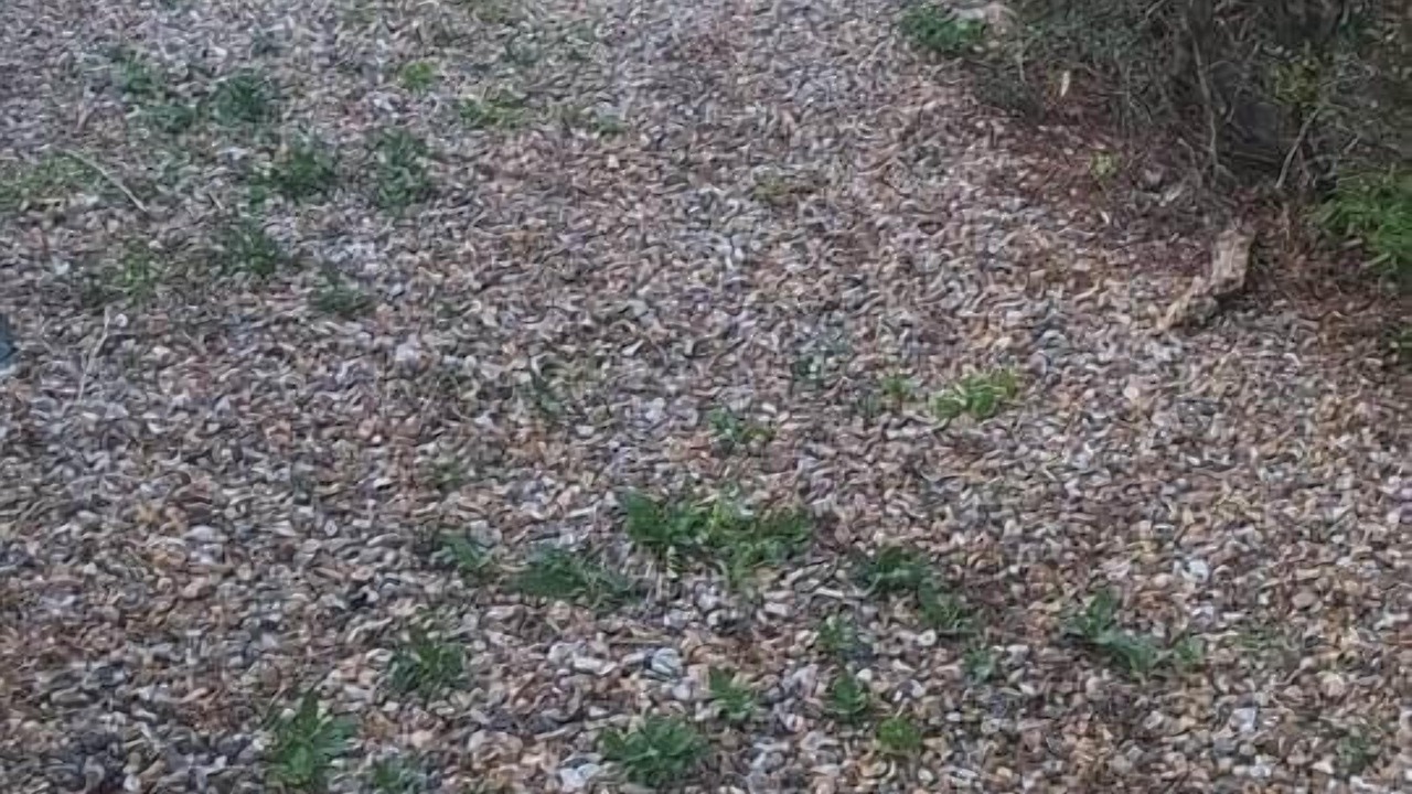 Photo of Outdoor in St Michaels