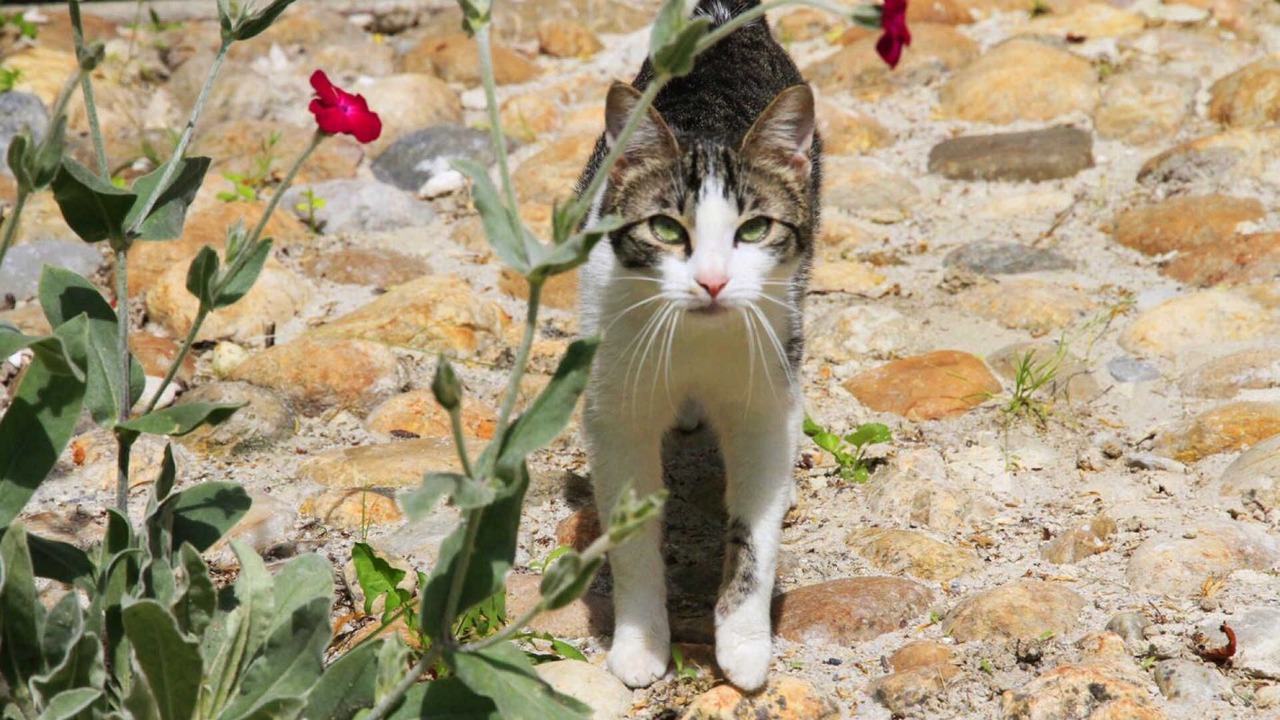 Photo of Others in Puylaurens