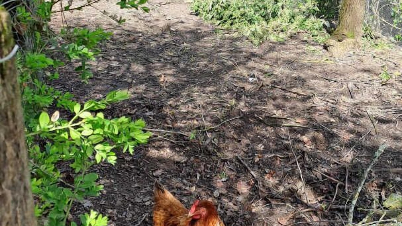 Photo of Others in Puylaurens