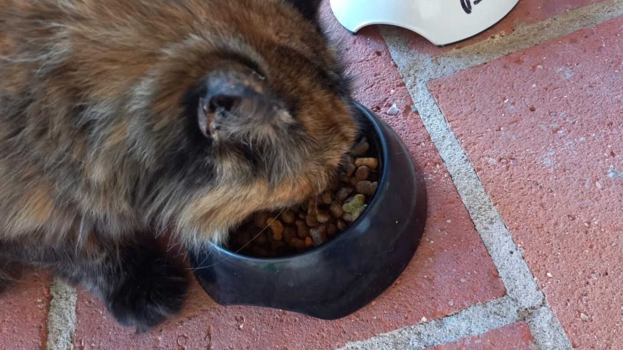 Photo of Others in Gaillac