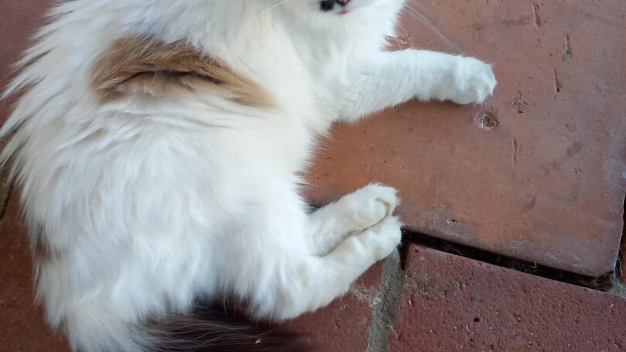 Photo of Others in Gaillac