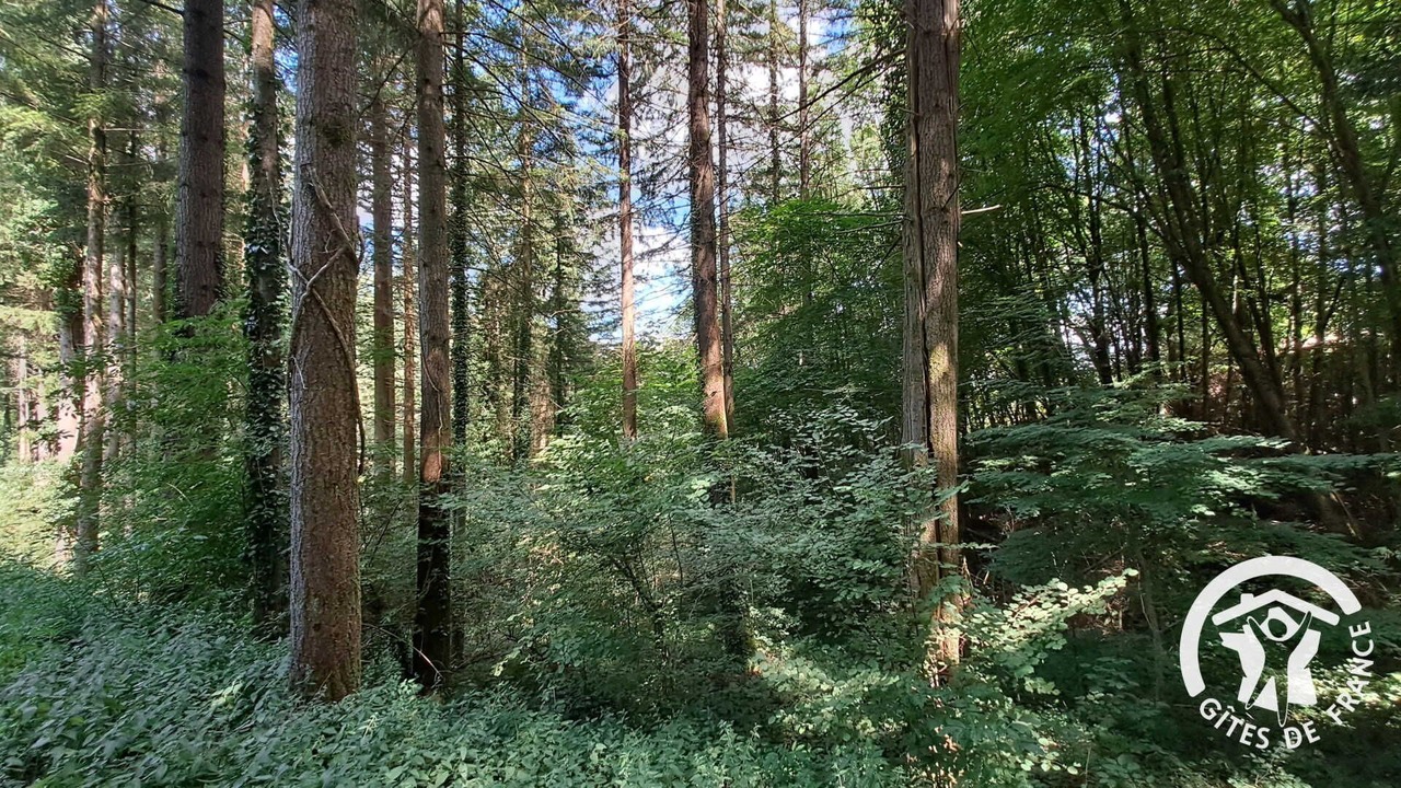 Photo of Others in Montredon-Labessonnie