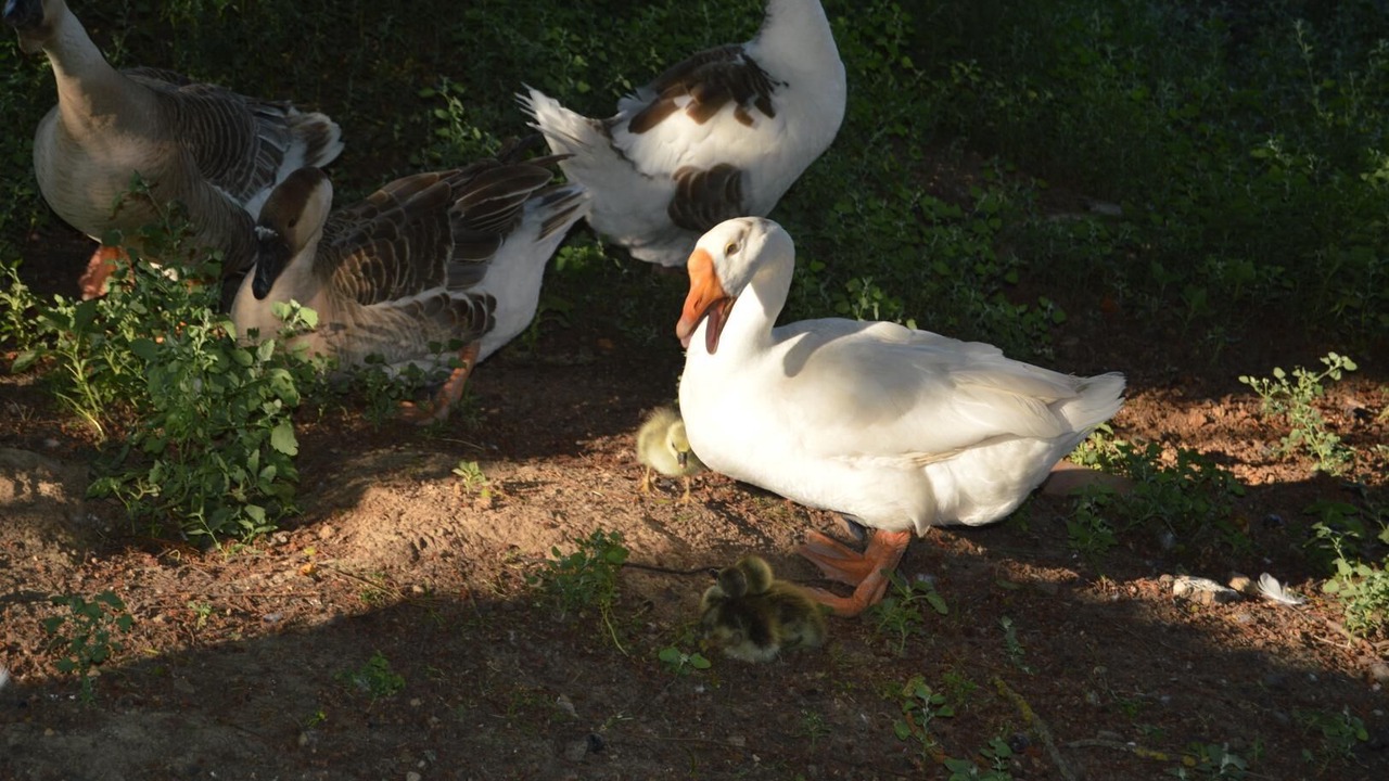 Photo of Others in Saint-Gauzens