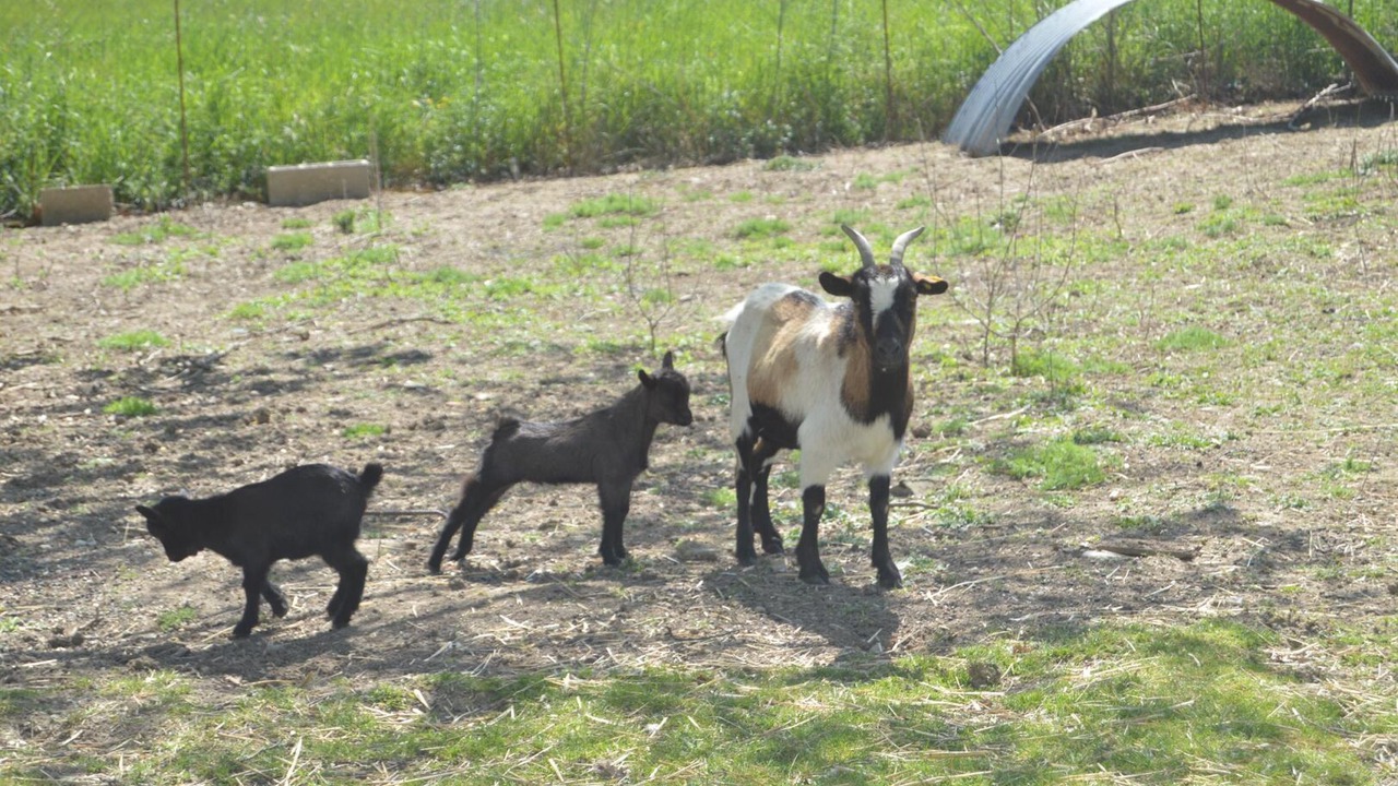 Photo of Others in Saint-Gauzens