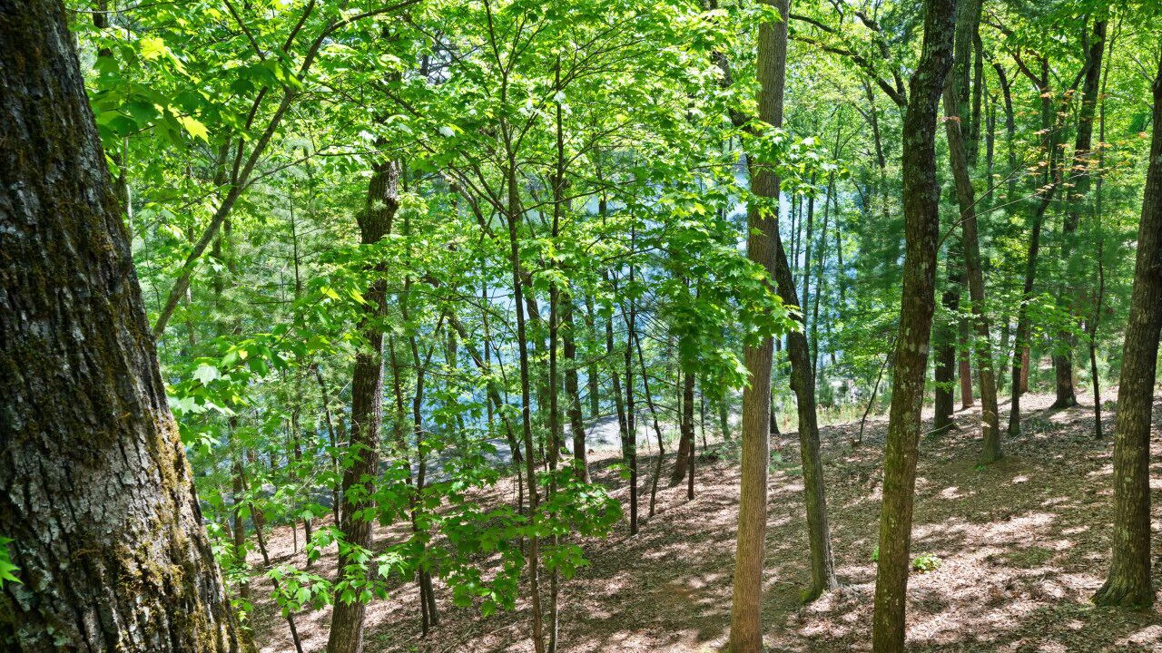 Photo of Others in Big Canoe