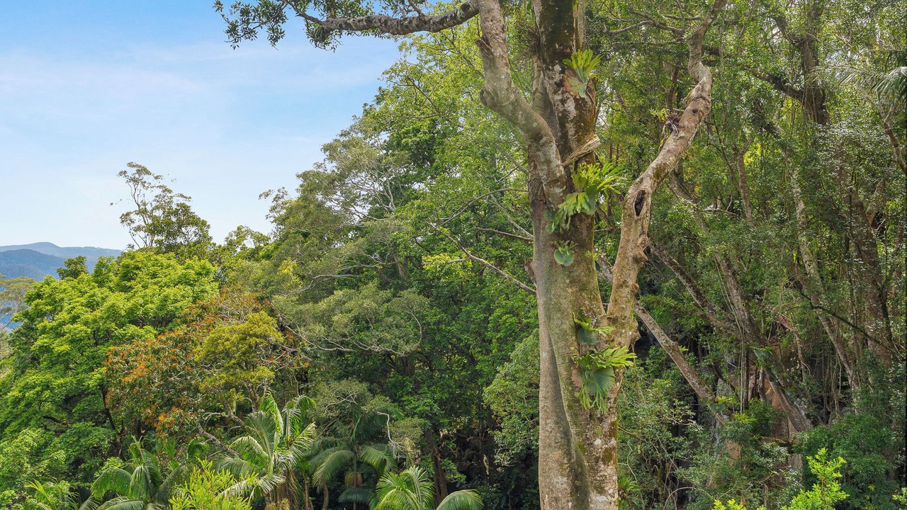 Photo of Outdoor in Mount Tamborine