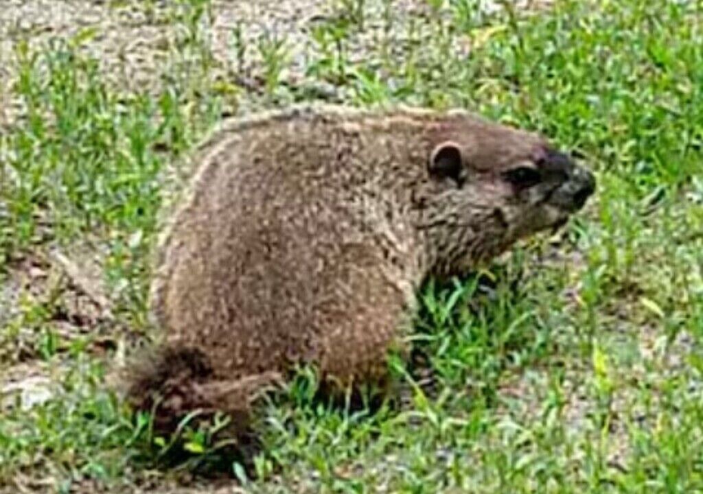 Photo of Others in Jay