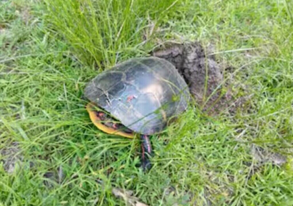 Photo of Others in Jay