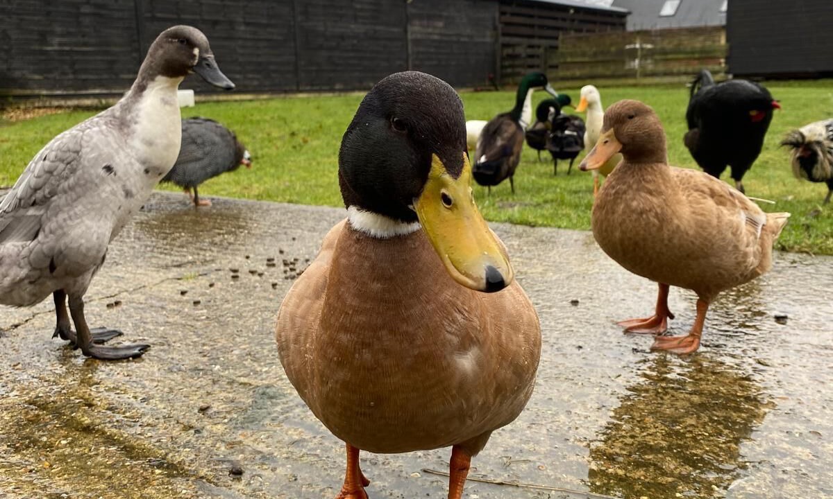 Photo of Others in Ashford