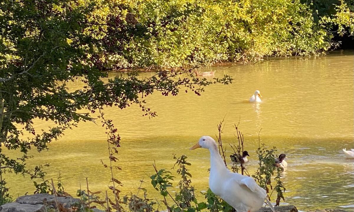 Photo of Others in Ashford