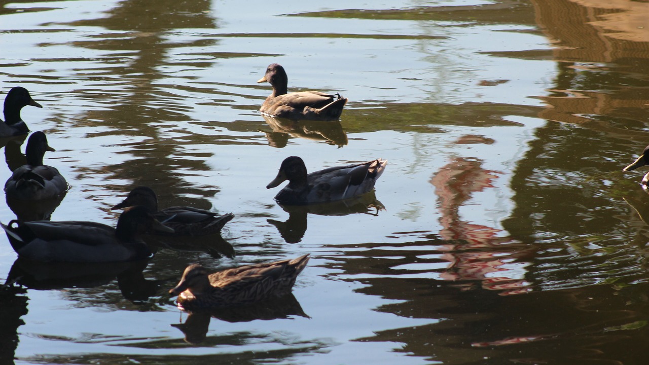 Photo of Others in Willis