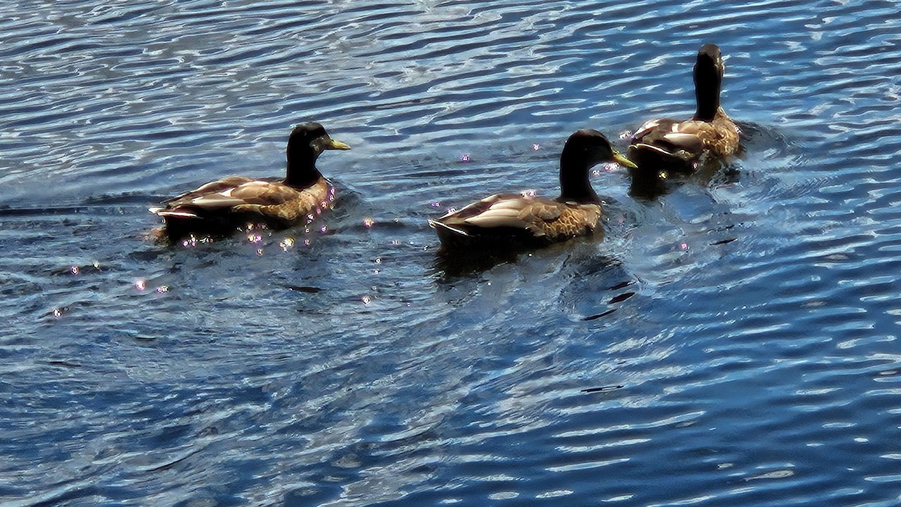 Photo of Others in Marmora