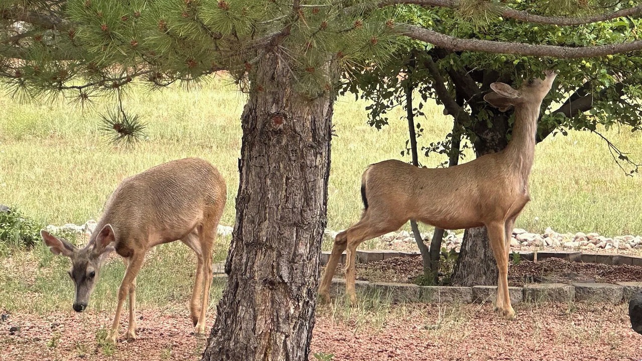 Photo of Others in Pinetop-Lakeside