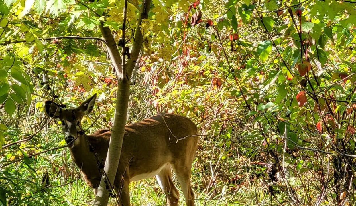 Photo of Others in Gravenhurst