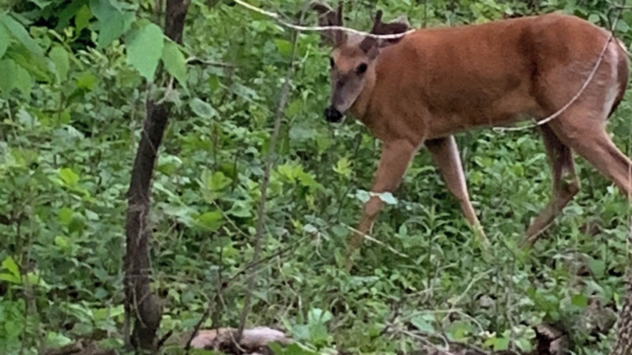 Photo of Others in Linden Hills