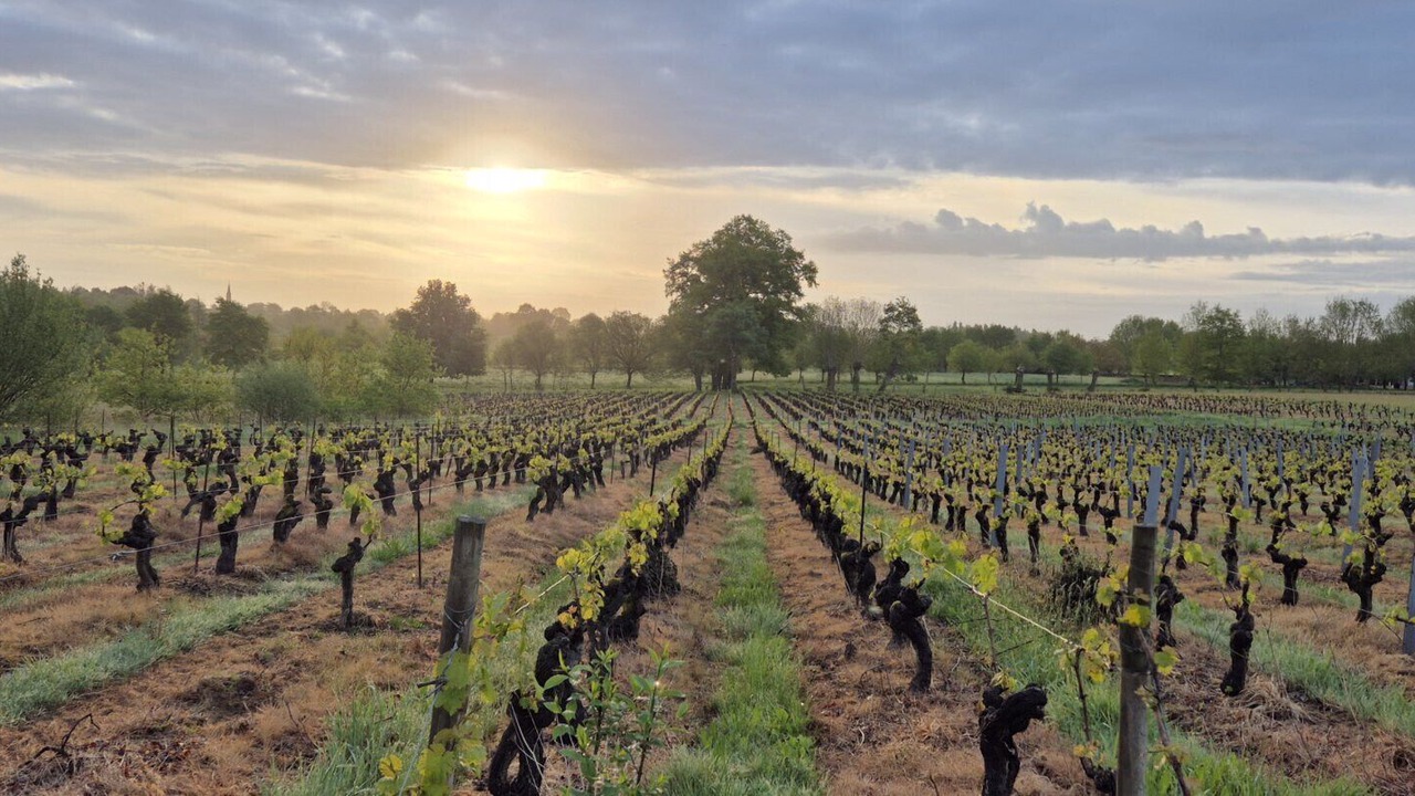 Photo of Others in Bouzille