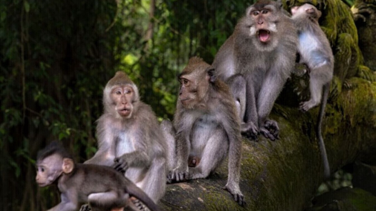 Photo of Others in Singapadu Tengah