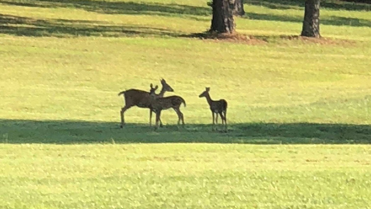 Photo of Others in Caddo Gap