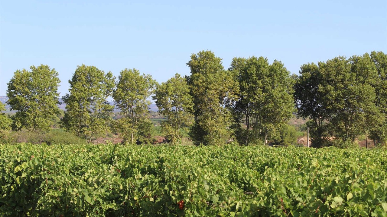 Photo of Others in Gigean