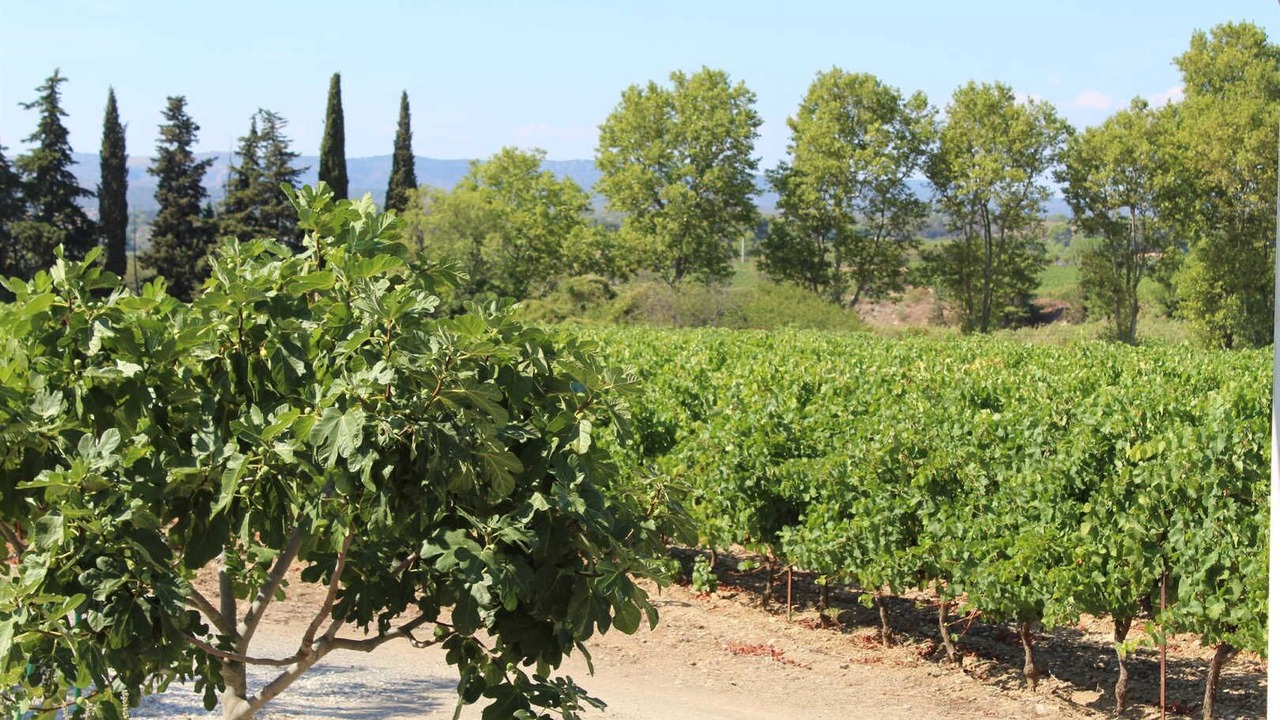 Photo of Others in Gigean