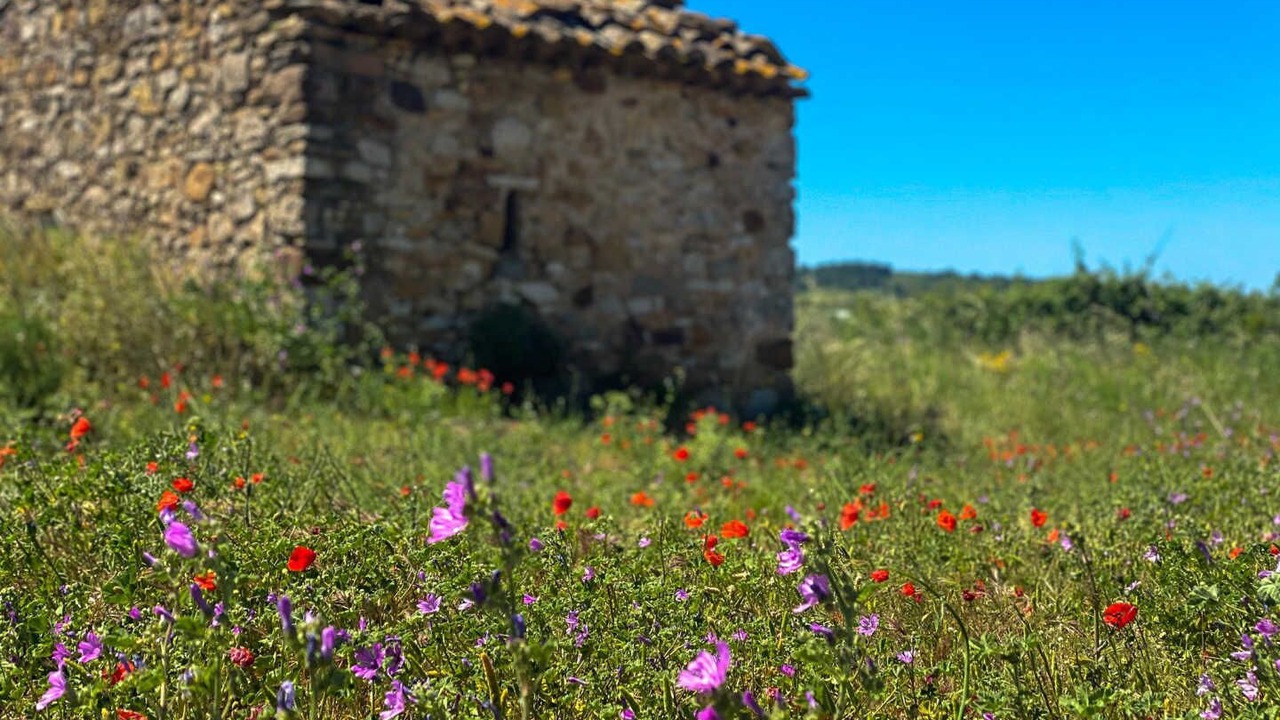 Photo of Others in Ferrals-les-Corbieres