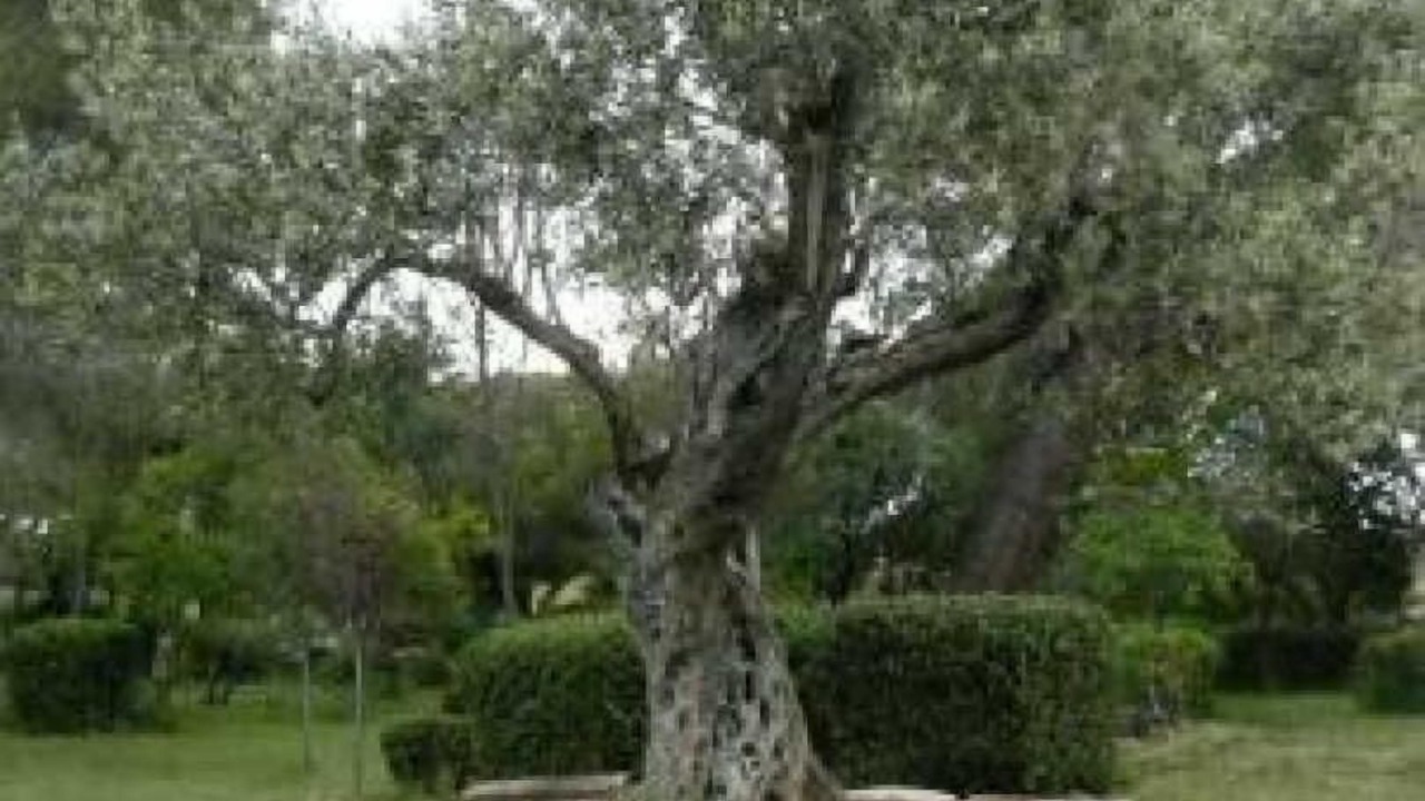 Photo of Others in Villeveyrac