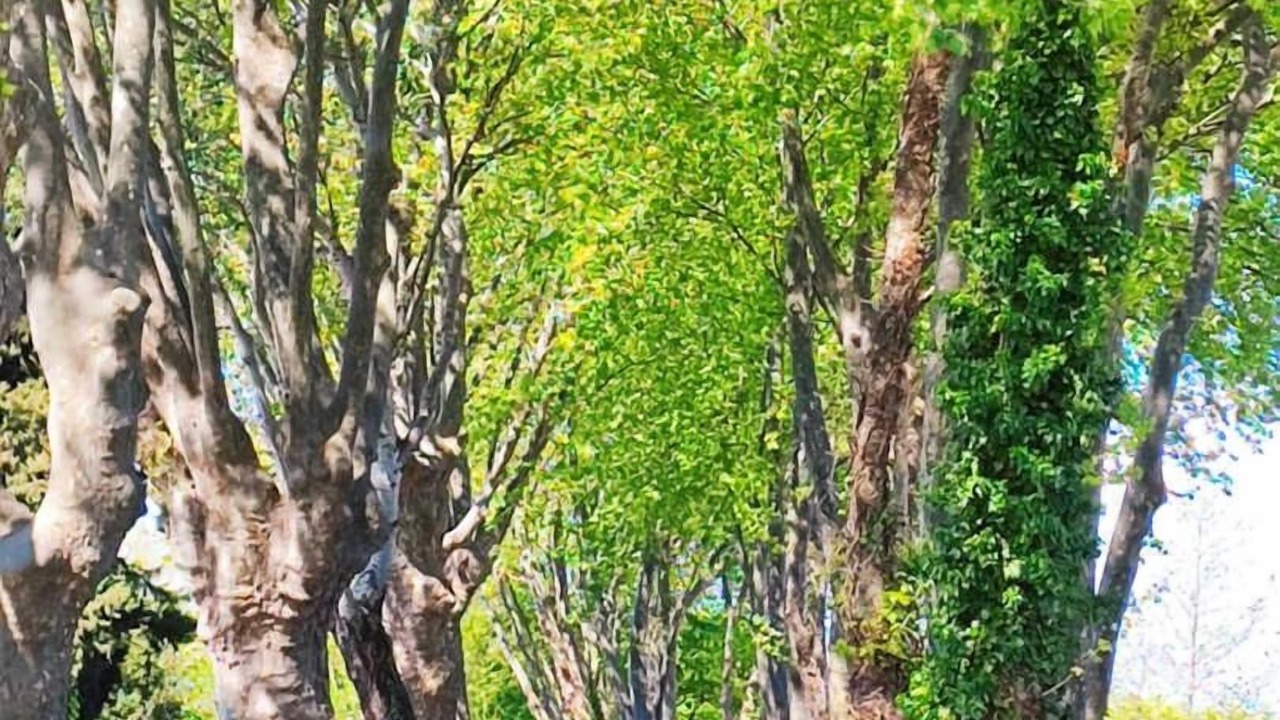 Photo of Others in Saint-Esteve