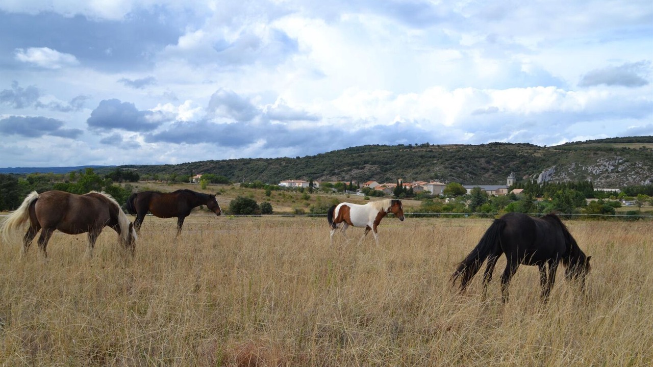 Photo of Others in Limousis