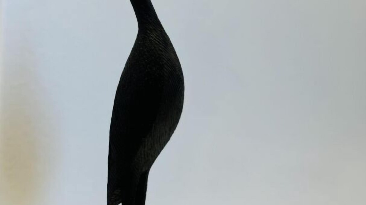 Photo of Others in Carcassonne