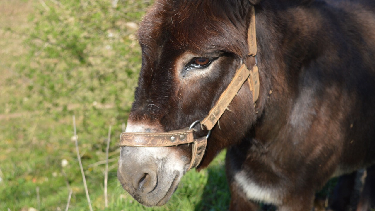 Photo of Others in Jayac