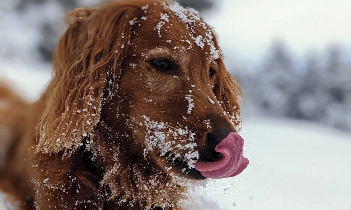 Photo of Others in Bozeman