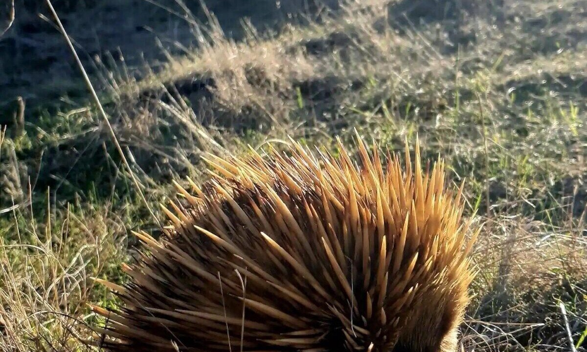 Photo of Outdoor in Cuttlefish Bay