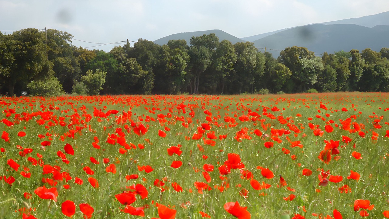 Photo of Others in Montbrison-sur-Lez