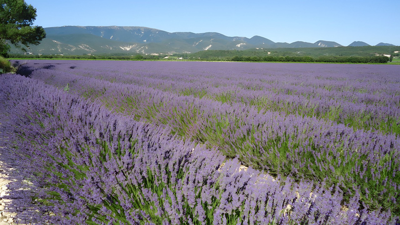 Photo of Others in Montbrison-sur-Lez