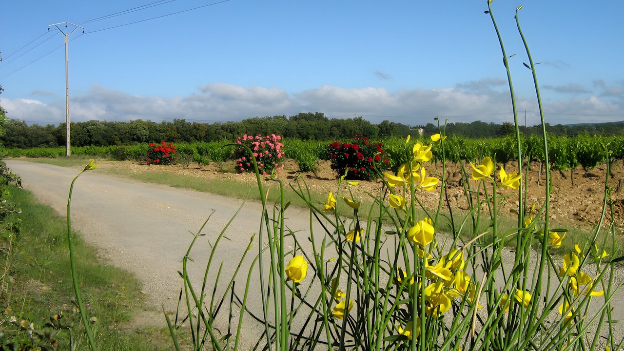 Photo of Others in Montbrison-sur-Lez