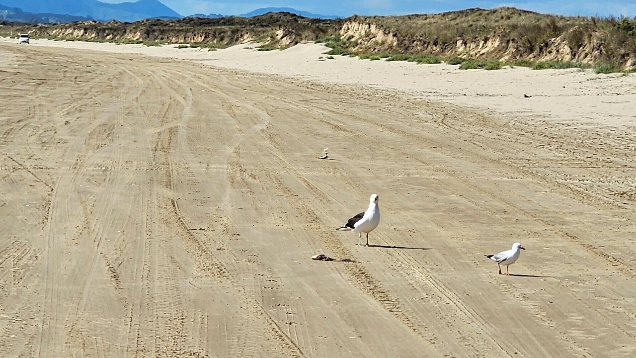 Photo of Others in Karkari Peninsula
