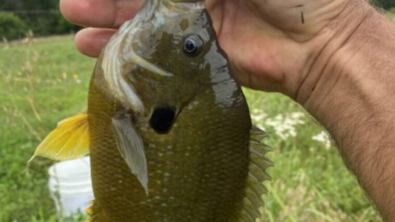Photo of Others in Buchanan County