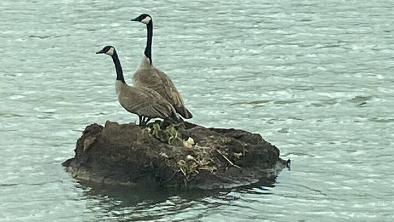 Photo of Others in Buchanan County