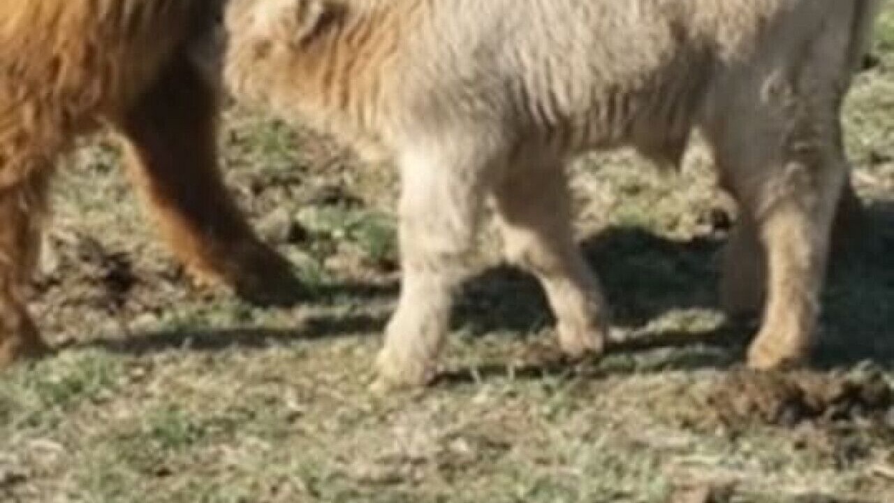Photo of Others in Buchanan County