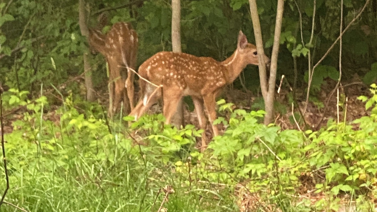 Photo of Others in Cherryfield