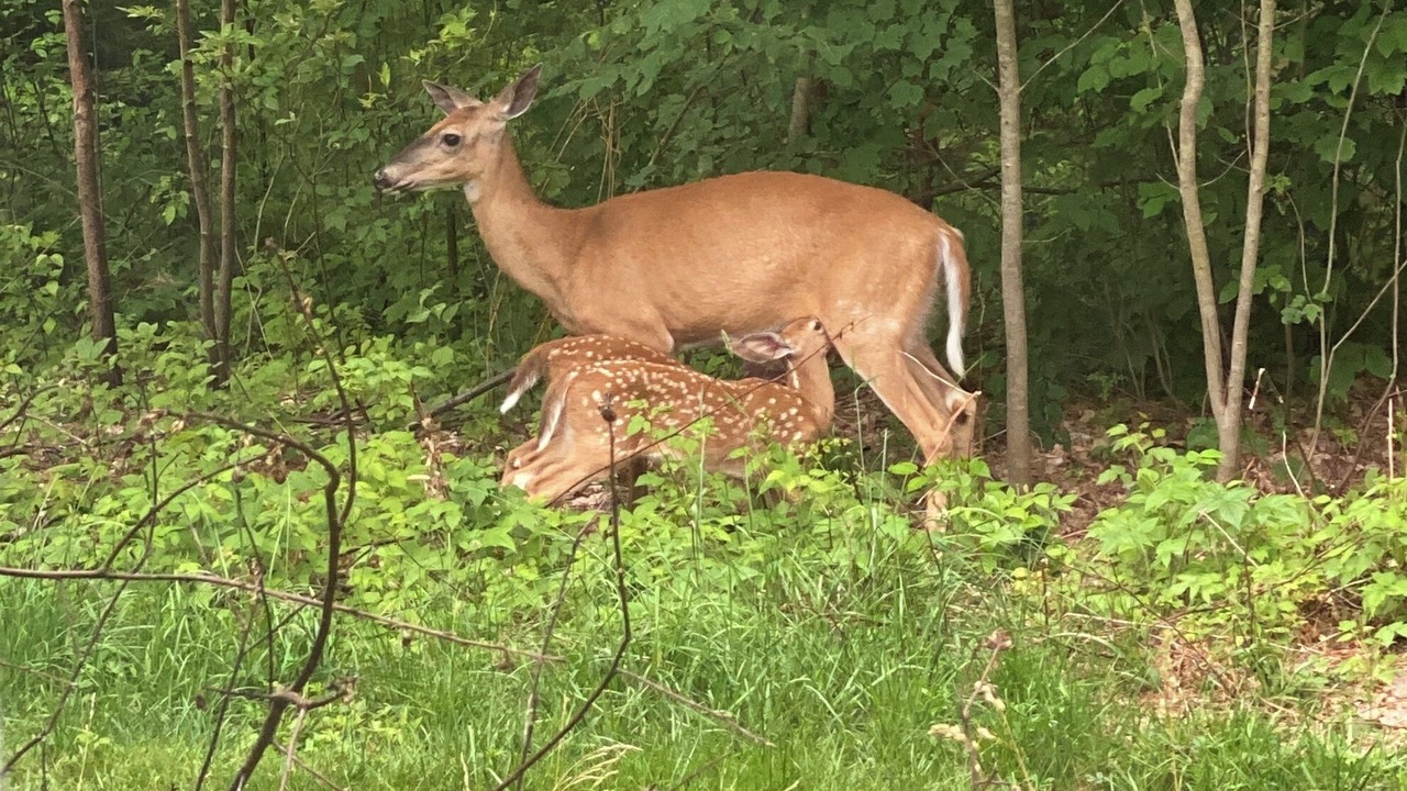 Photo of Others in Cherryfield