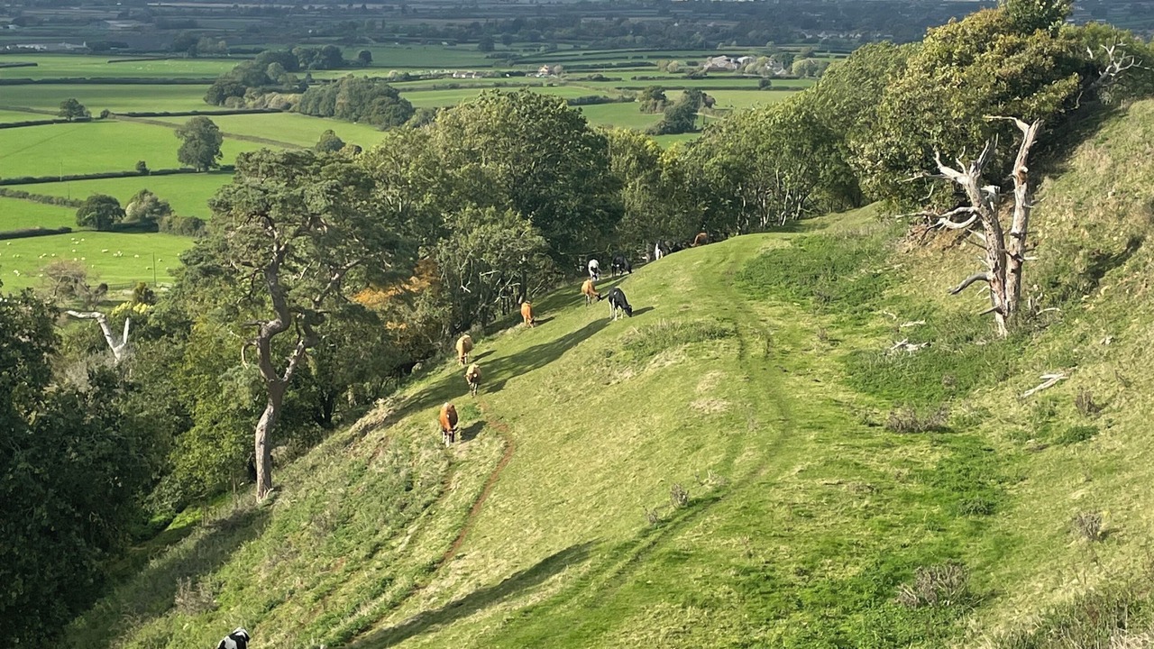 Photo of Others in South Cadbury