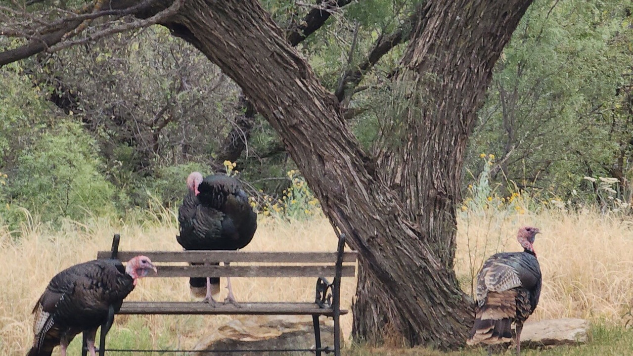 Photo of Others in Crosbyton