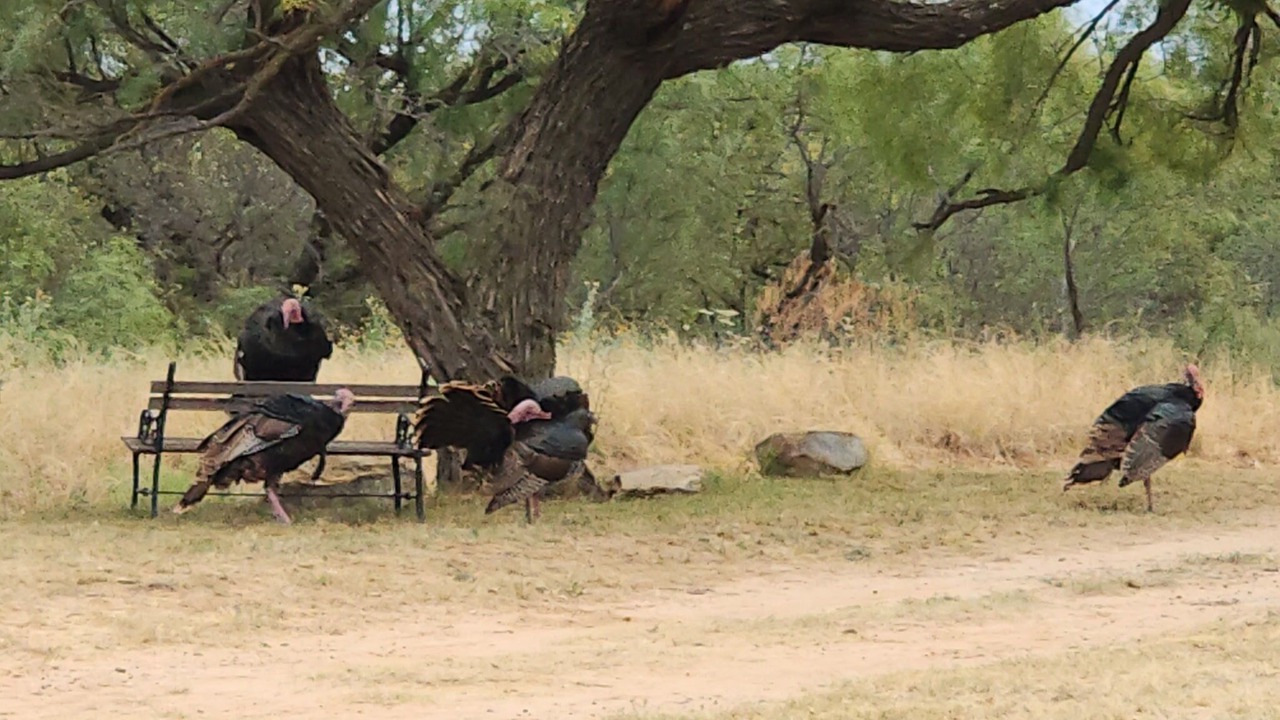 Photo of Others in Crosbyton