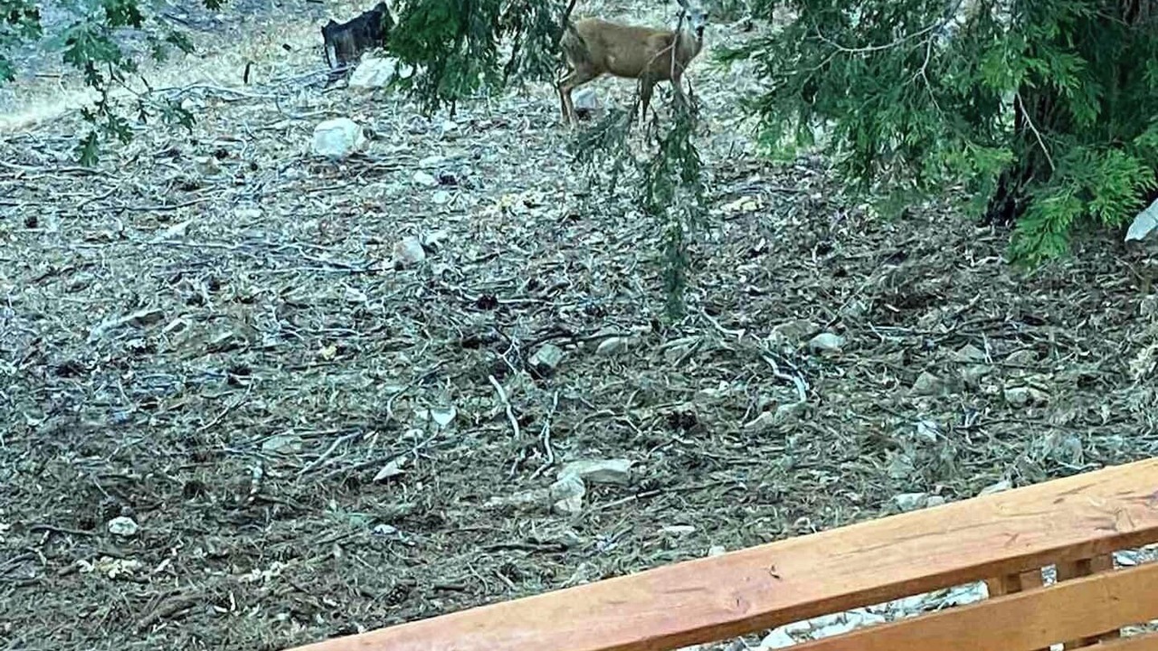 Photo of Others in Running Springs