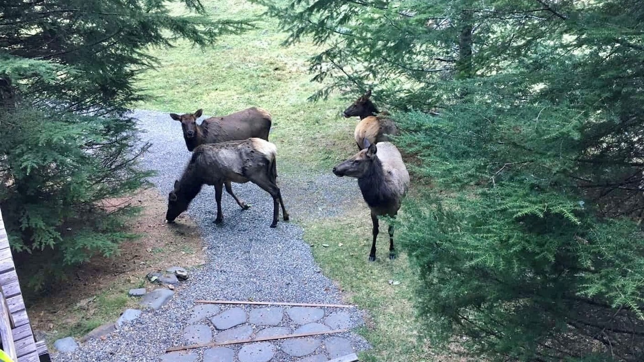 Photo of Others in Enumclaw