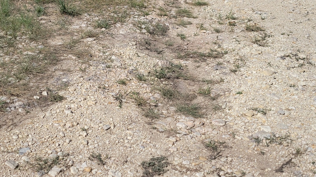 Photo of Others in Leakey
